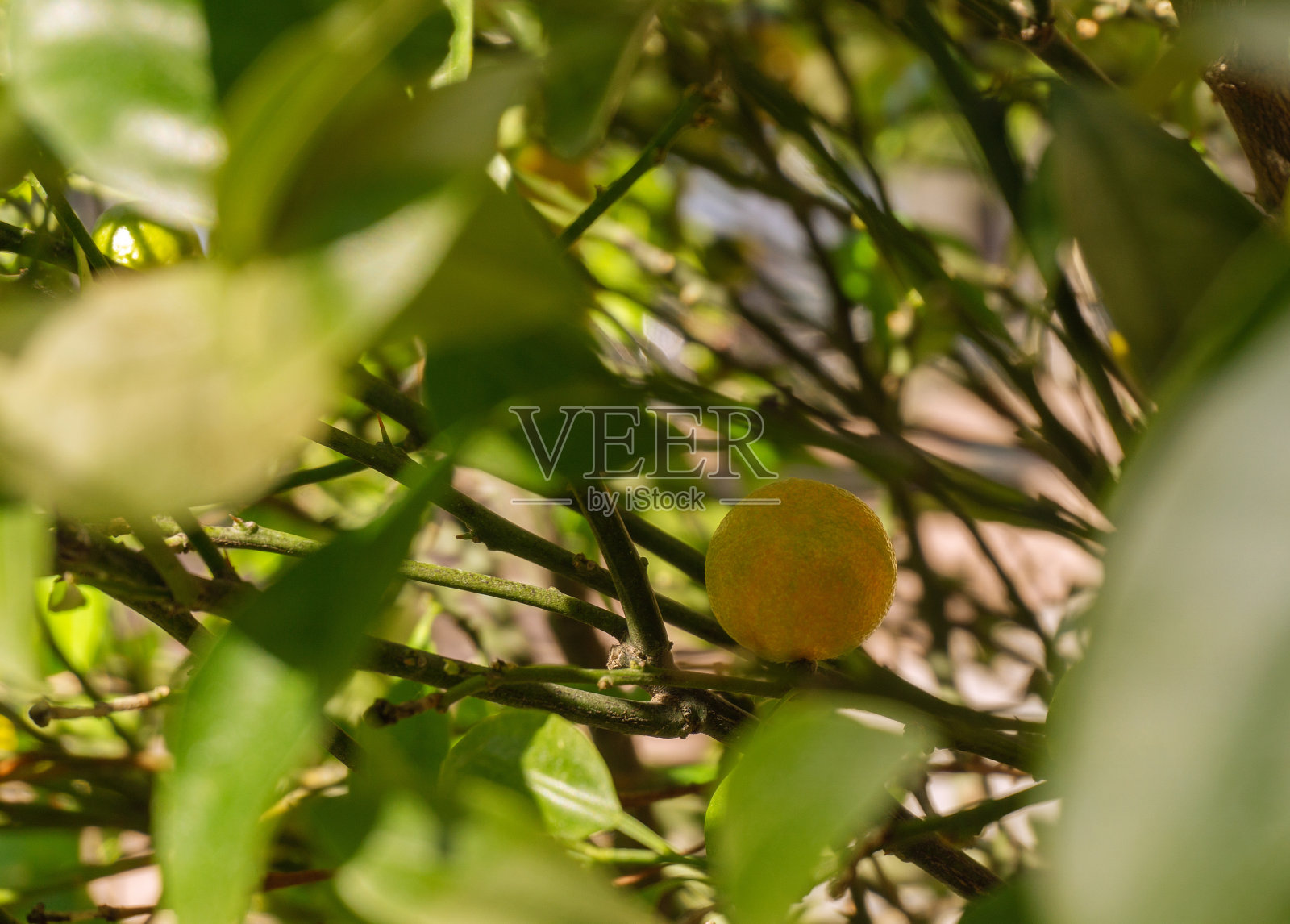 一个橙子深挂在树枝上照片摄影图片