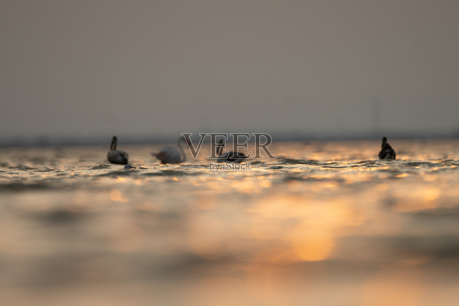 火烈鸟照片摄影图片