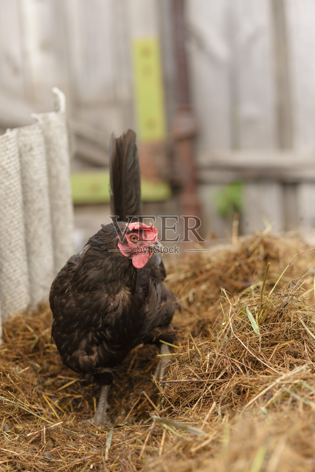 一只焦虑的黑色母鸡站在干草中。农村郊区生活。照片摄影图片