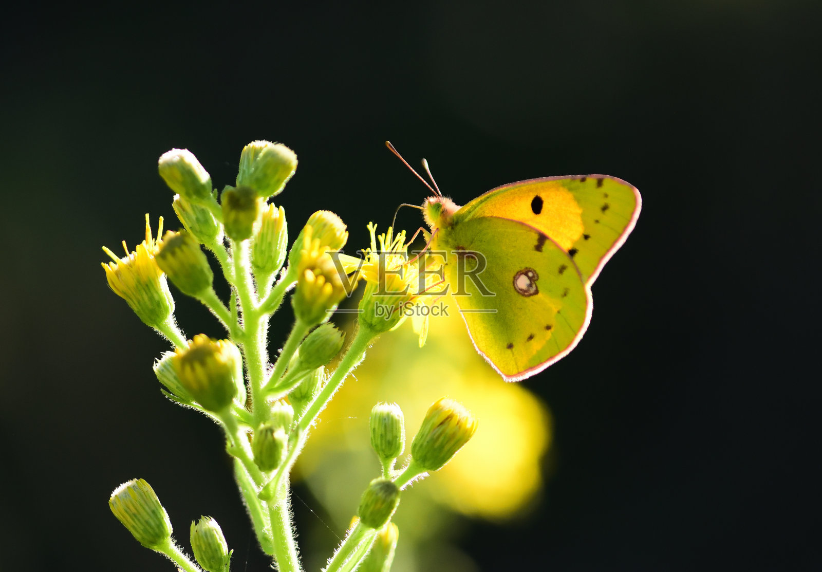 黄色的蝴蝶照片摄影图片