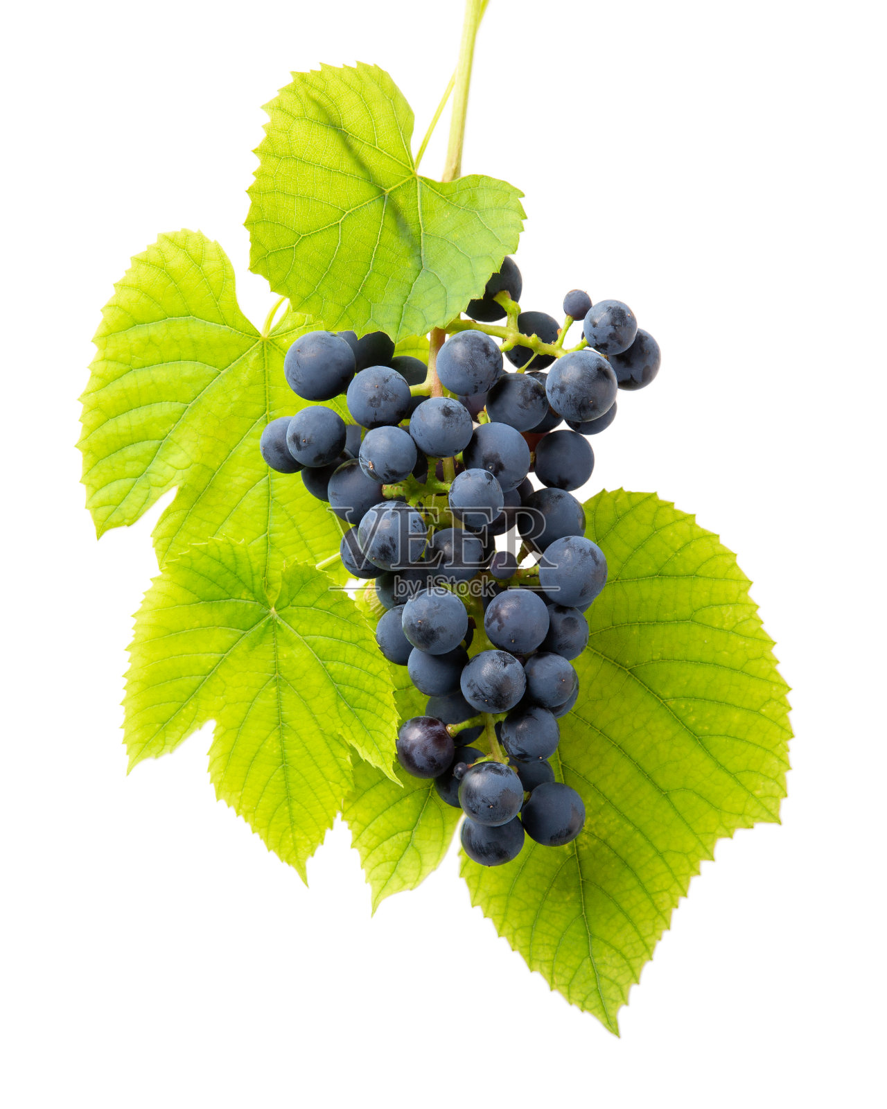 一簇蓝色葡萄，叶子孤立在白色背景上。特写镜头。照片摄影图片