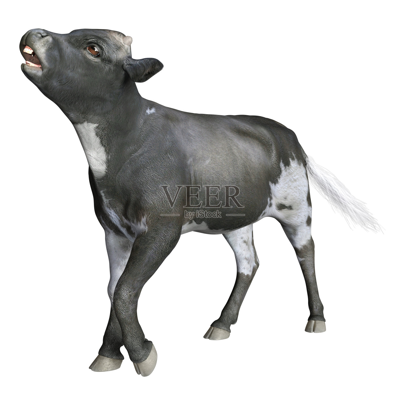 3D插图小牛在白色照片摄影图片