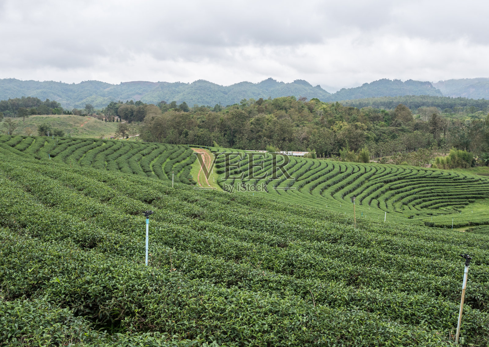 山上有机茶园的宁静景色。照片摄影图片