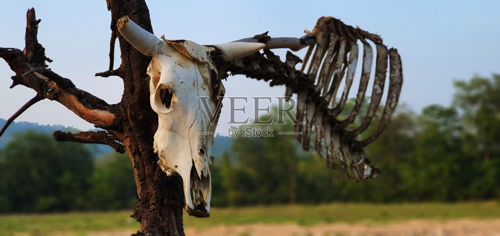 骨架的牛照片摄影图片