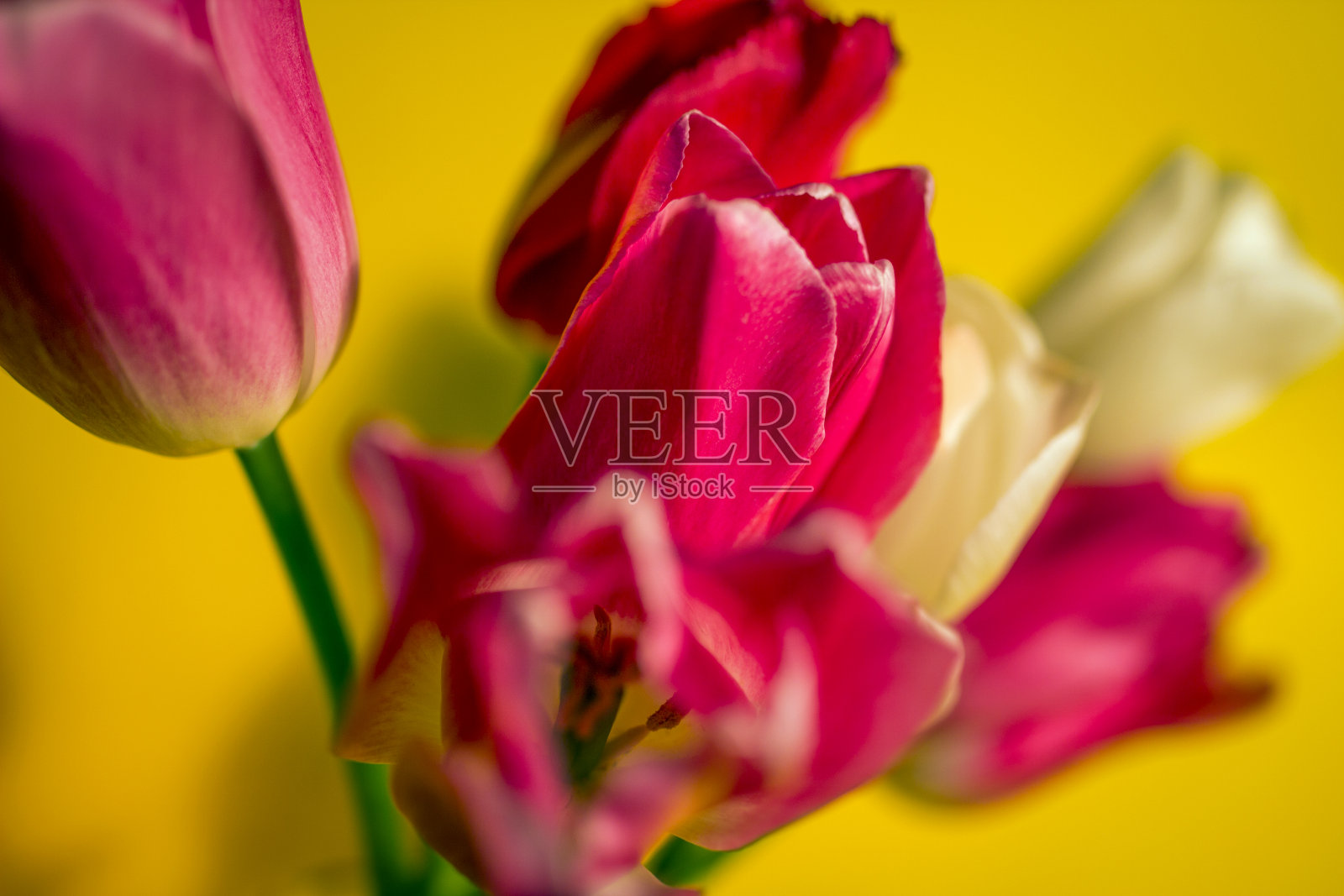 黄色背景的彩色花束照片摄影图片