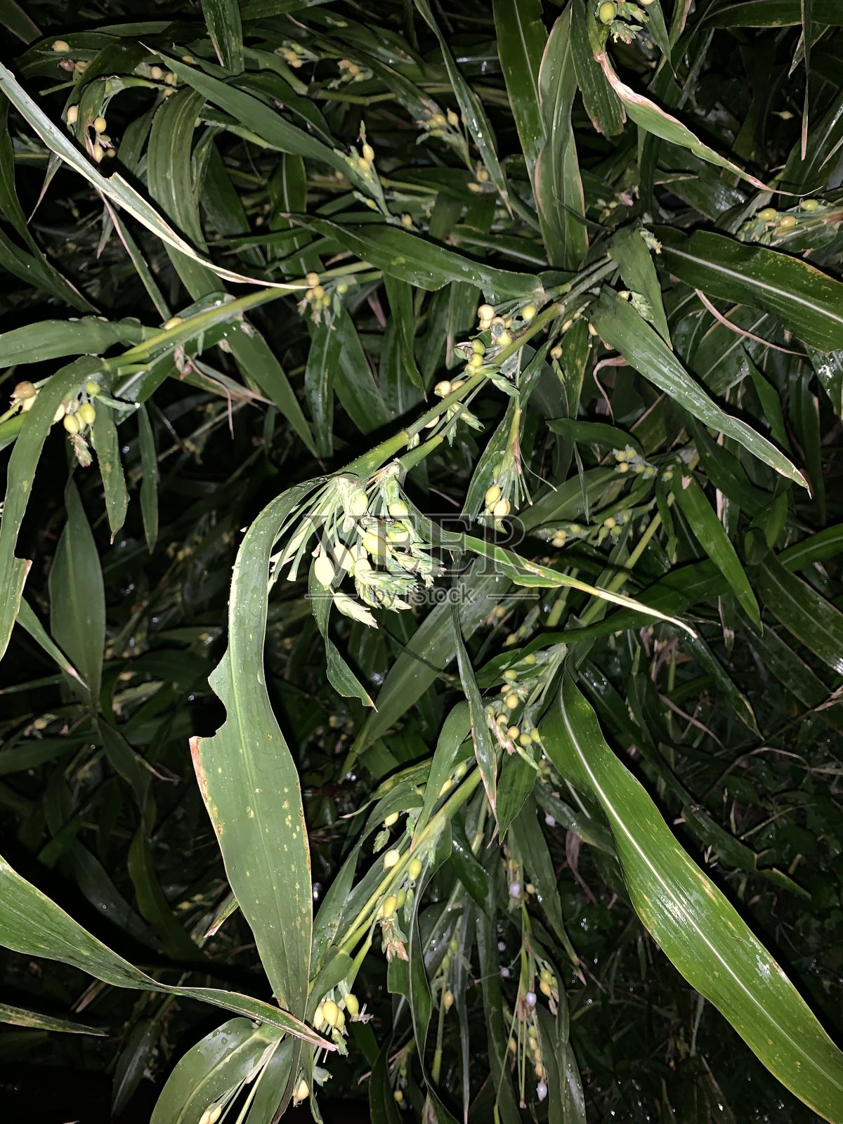 约伯的眼泪在夜里照片摄影图片