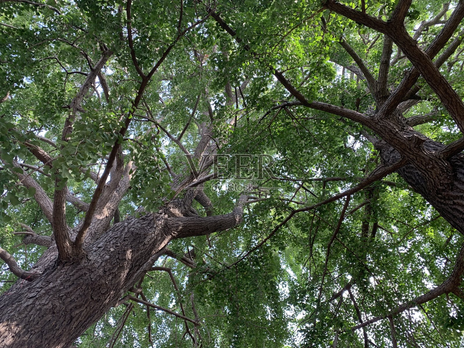 从树下看照片摄影图片