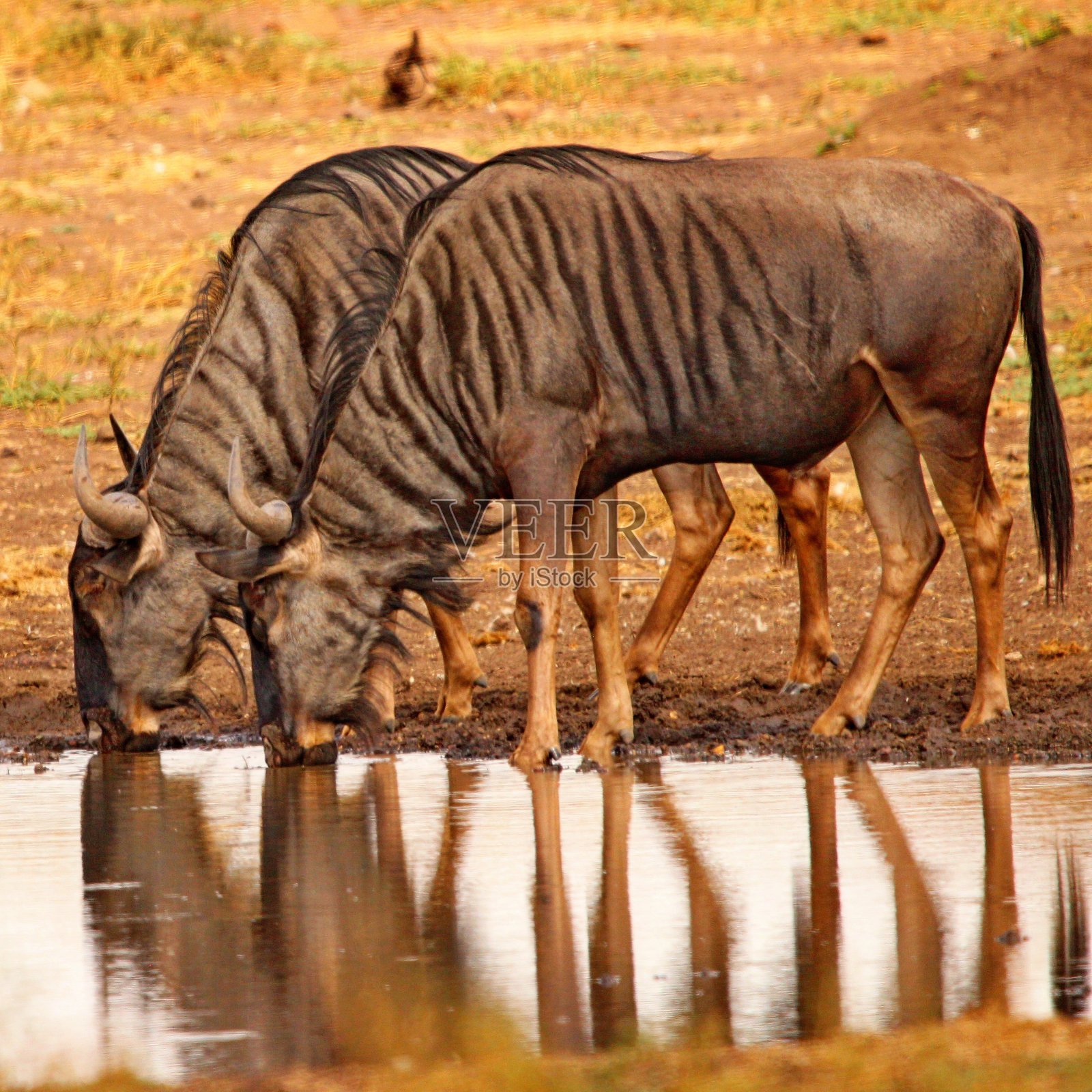 镜子，墙上的镜子照片摄影图片