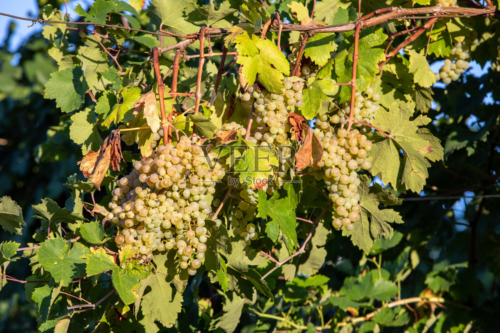 瓦尔多比亚丁山葡萄园里的普罗赛克白葡萄在收割前。威尼托。意大利照片摄影图片