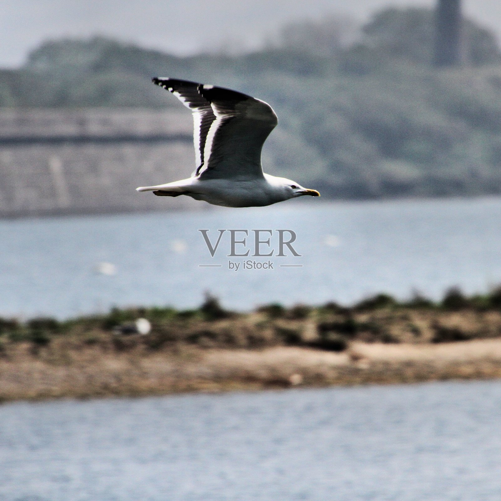 在飞行中的银鸥照片摄影图片