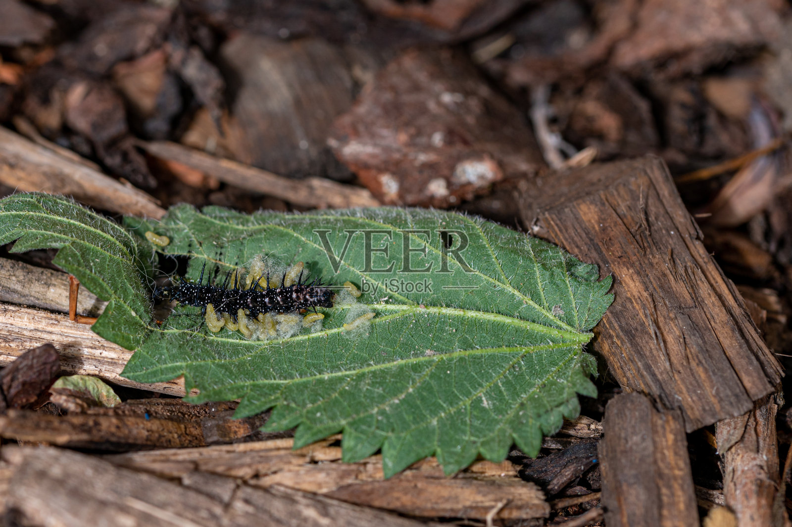 寄生黄蜂的幼虫从活的孔雀蝴蝶毛虫中冒出来