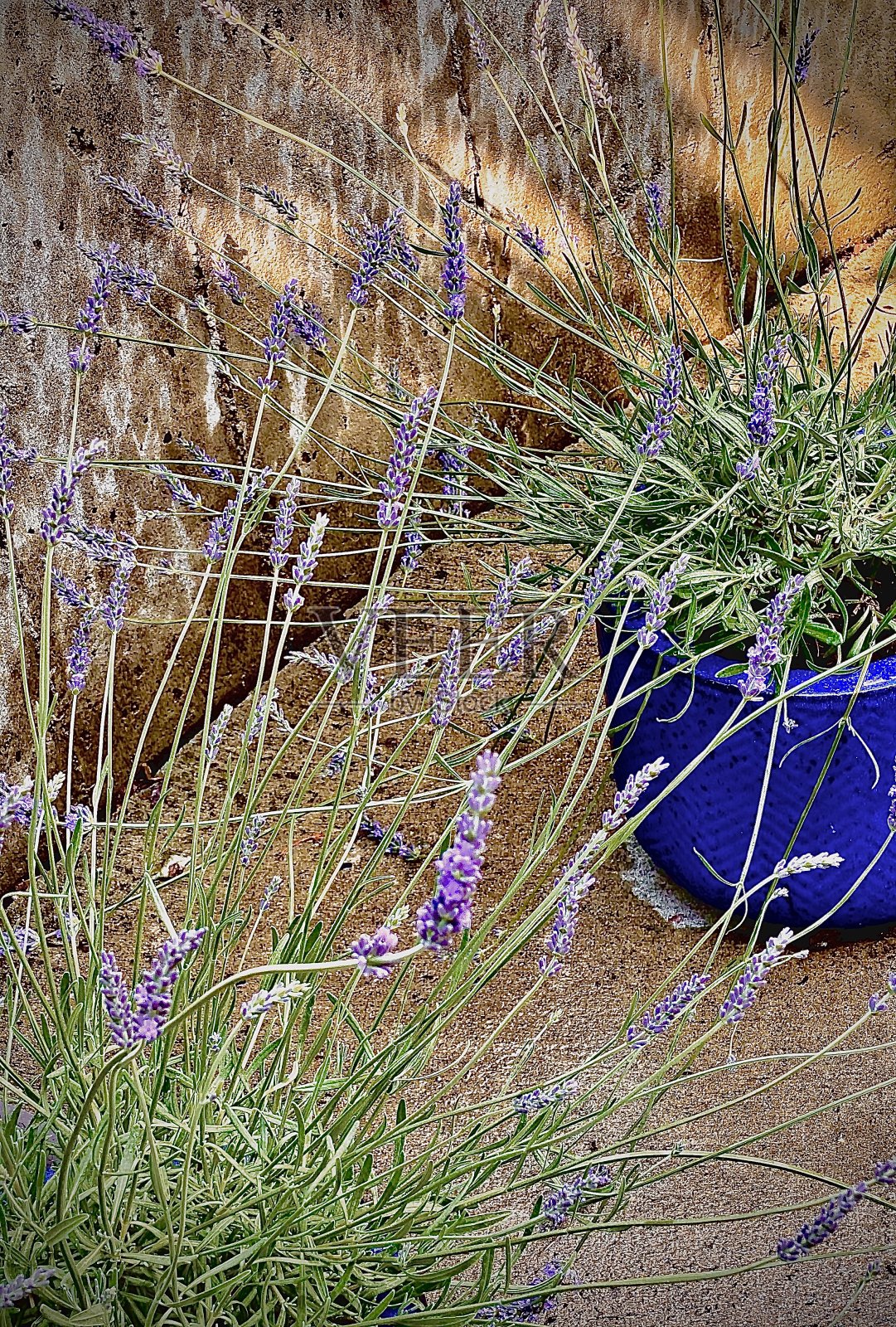 陶土釉花盆与薰衣草在夏季的雨照片摄影图片