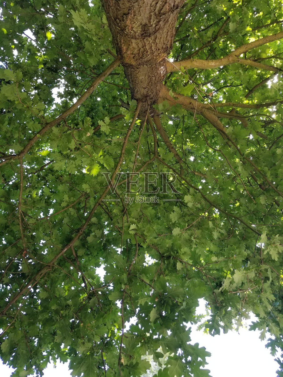 橡木照片摄影图片