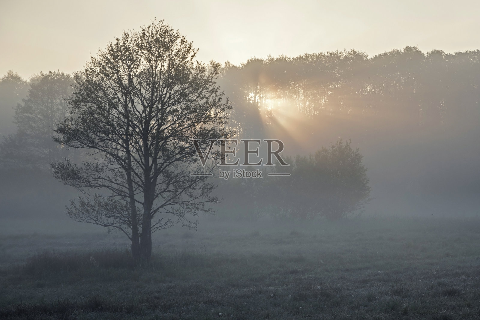 晨光照在草地和森林的边界上照片摄影图片