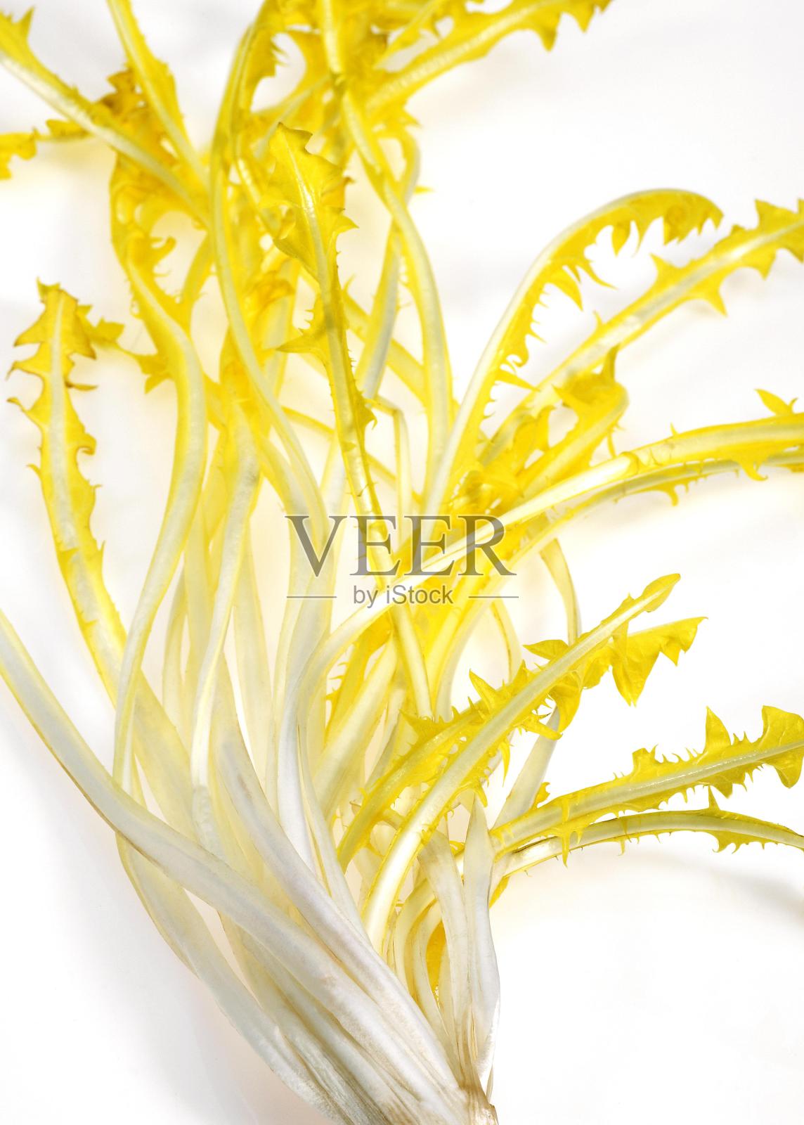 法国菊苣，白色背景下的沙拉照片摄影图片