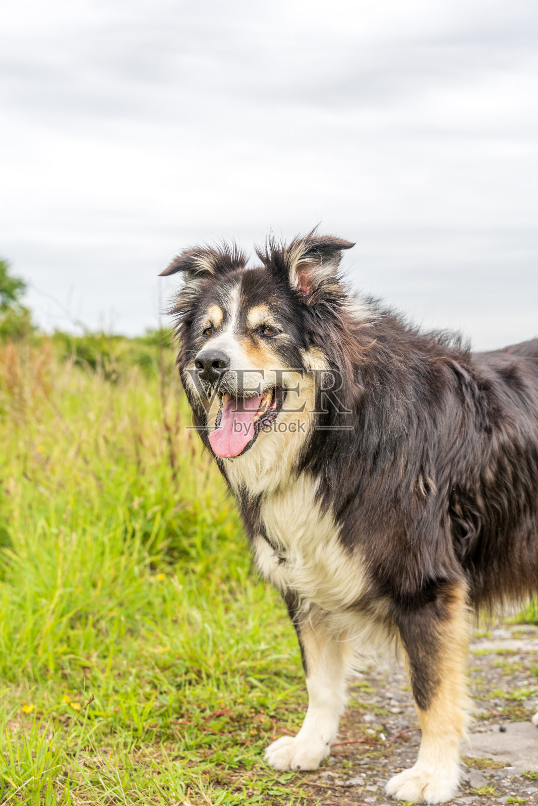 边境牧羊犬在乡间小路上照片摄影图片