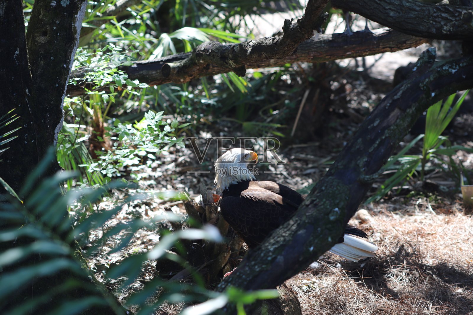 白头海雕照片摄影图片