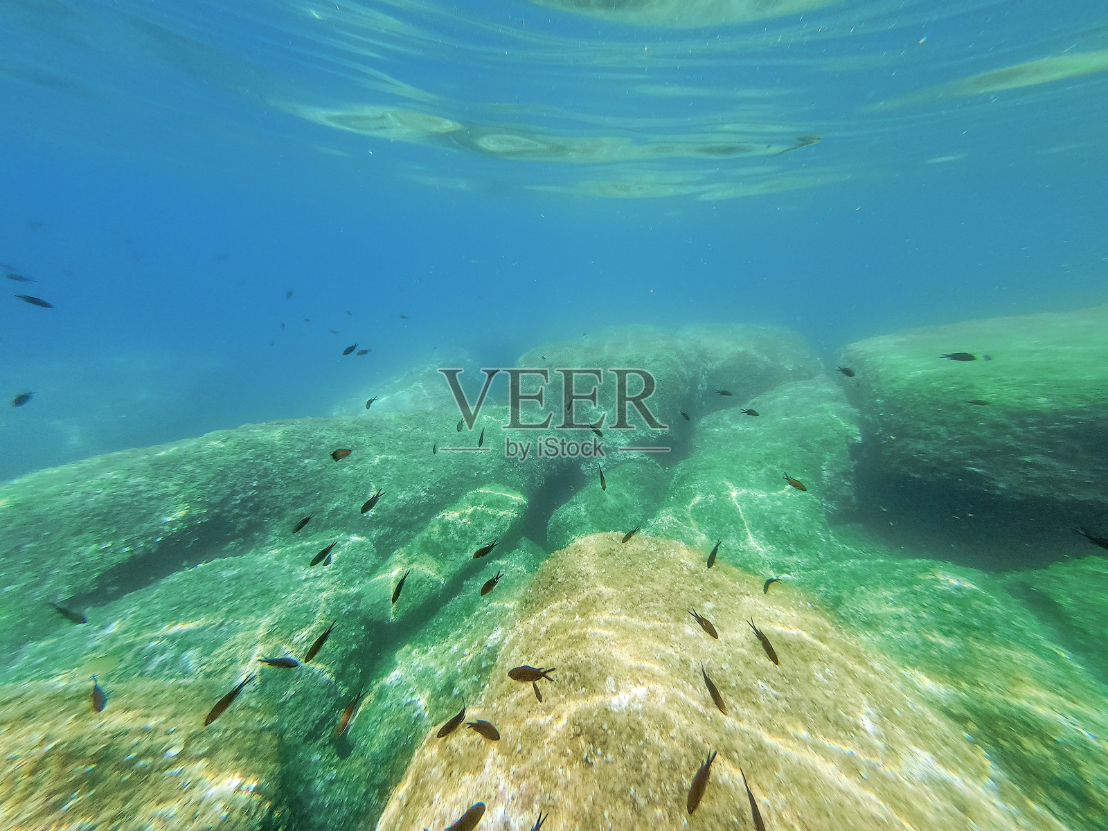 阿尔盖罗海岸的黑鱼和岩石照片摄影图片