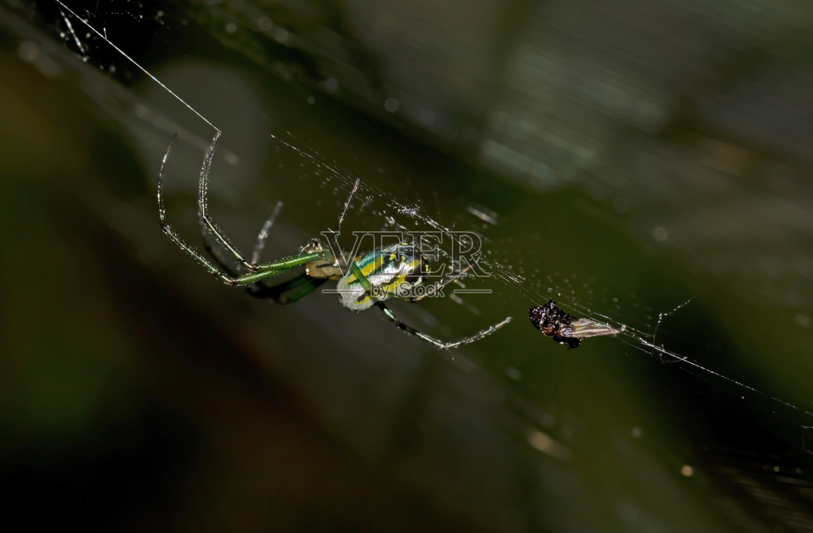 蜘蛛网上花园蜘蛛的微距摄影照片摄影图片