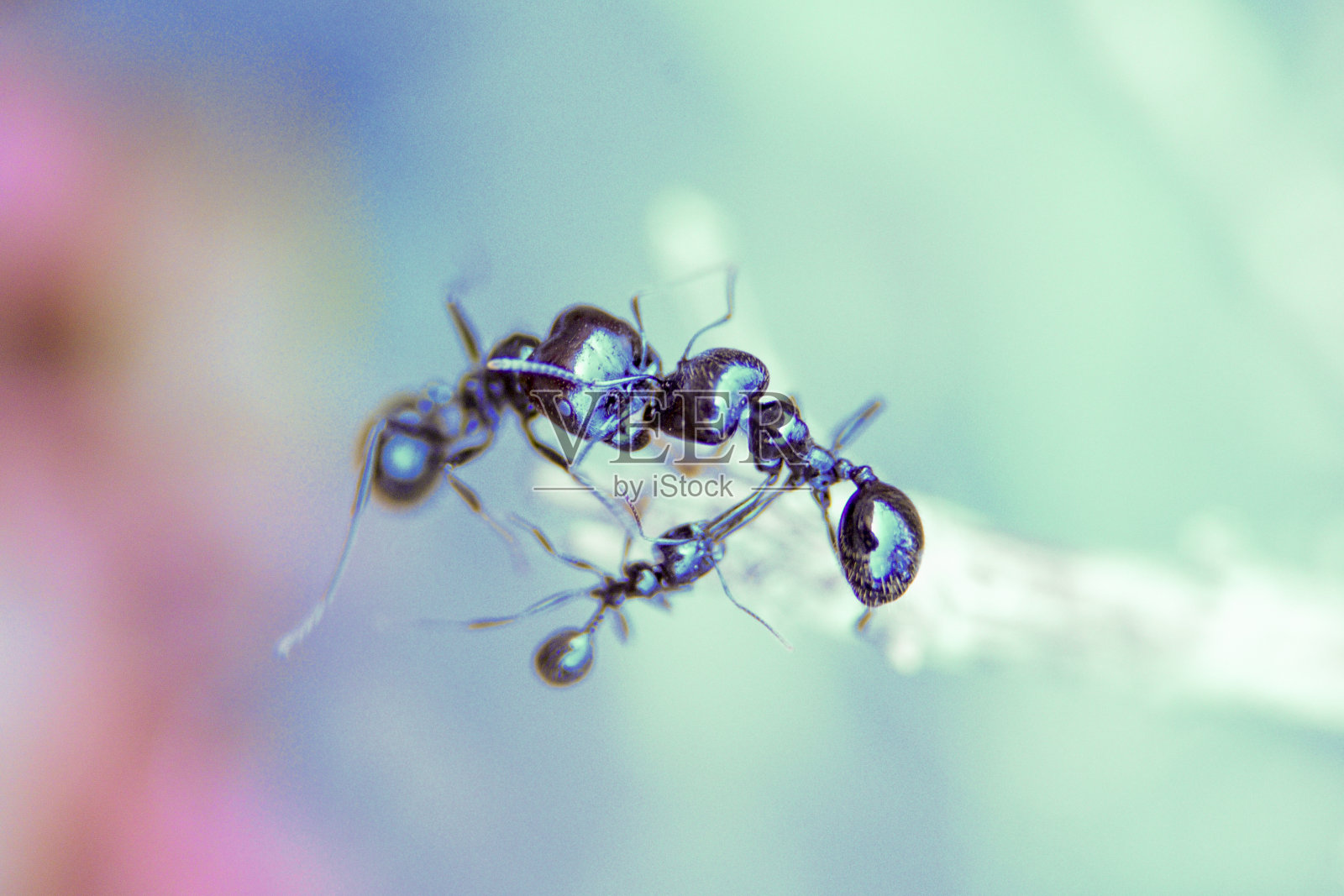 昆虫每天为生存而战照片摄影图片
