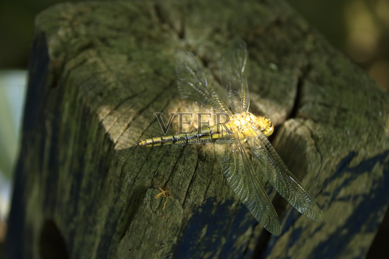 蜻蜓坐在一块木头上，莉贝尔坐在一块木头上照片摄影图片