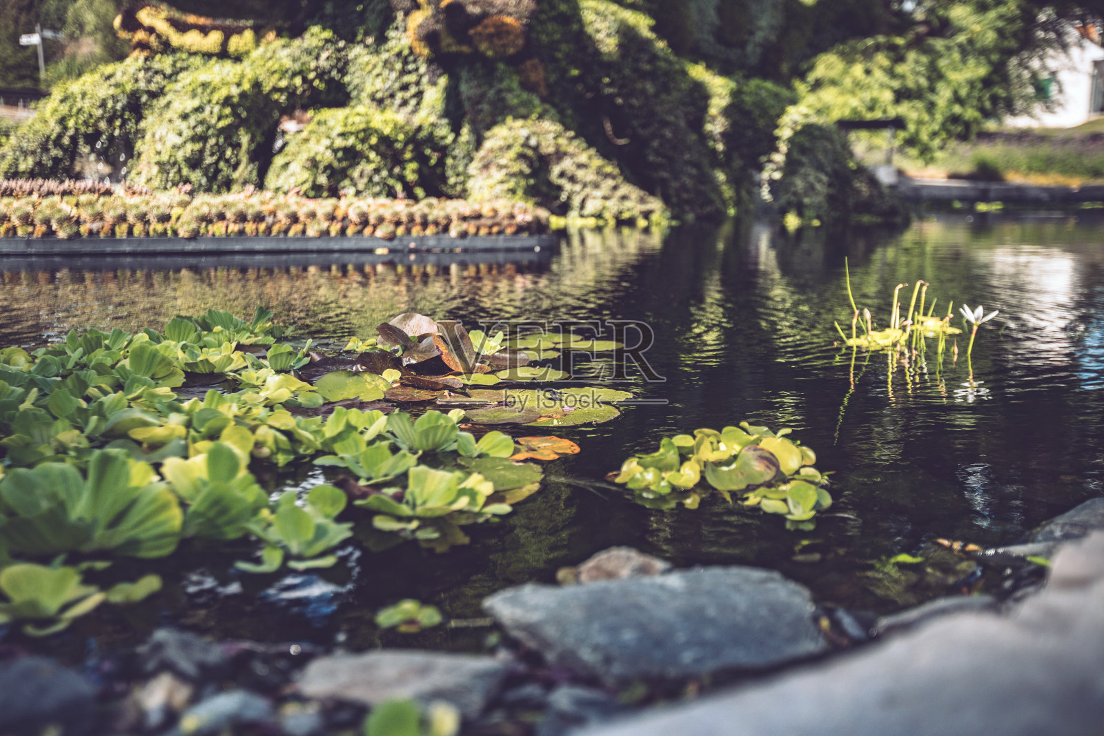 有树的睡莲池塘照片摄影图片