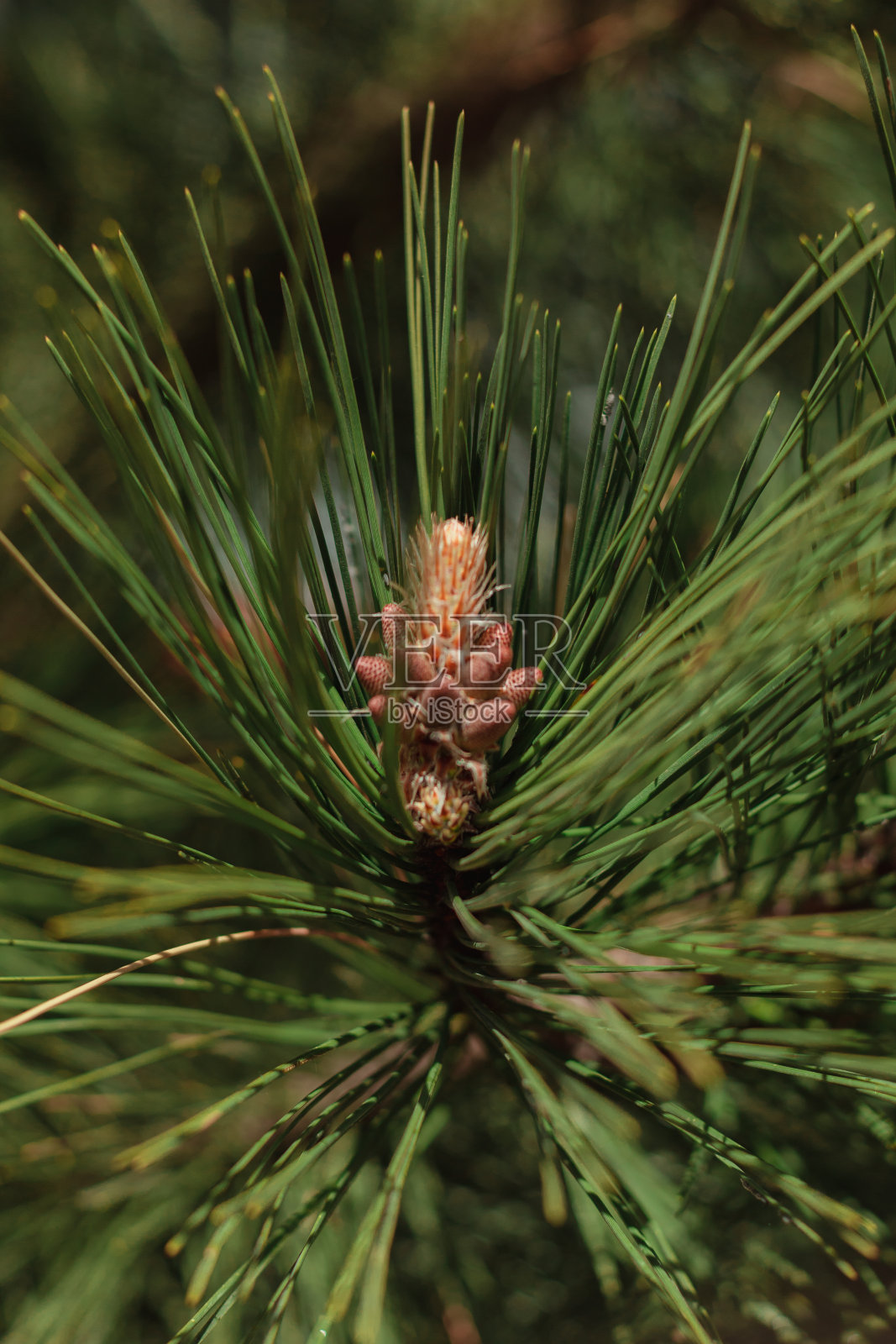 在云杉枝上有长刺的新鲜球果照片摄影图片