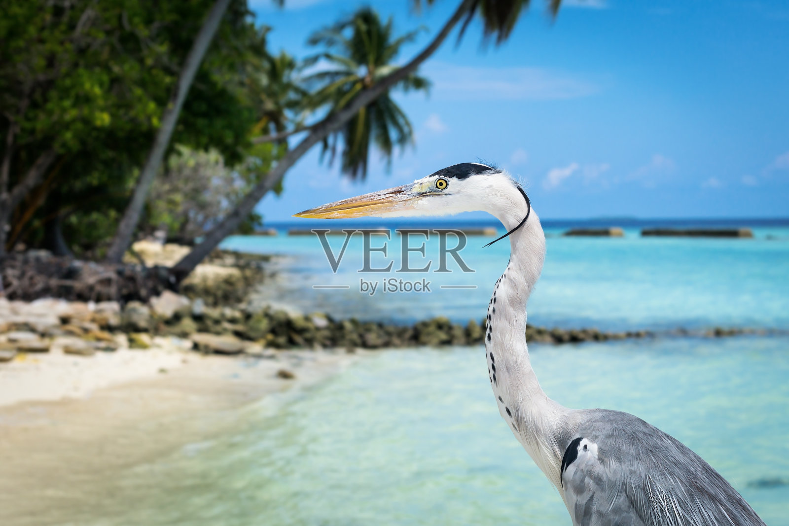 海岸上的马尔代夫鹳。照片摄影图片