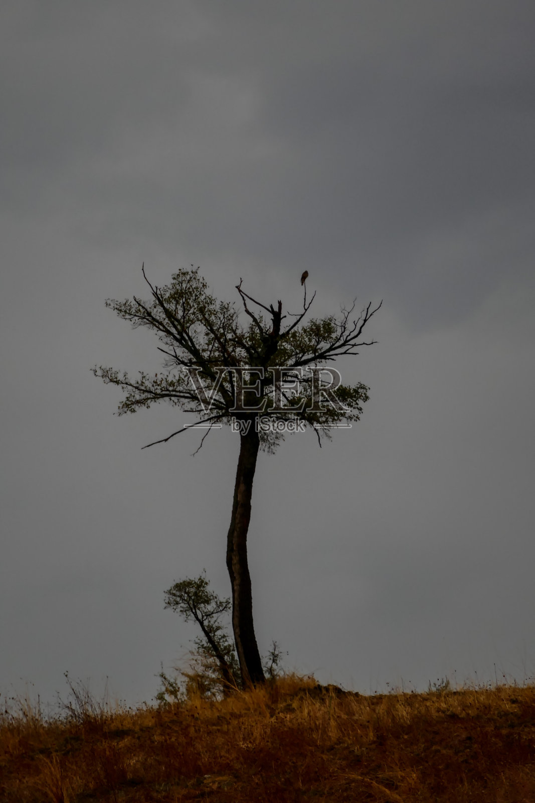 欧洲自然乡村，绿树成荫照片摄影图片