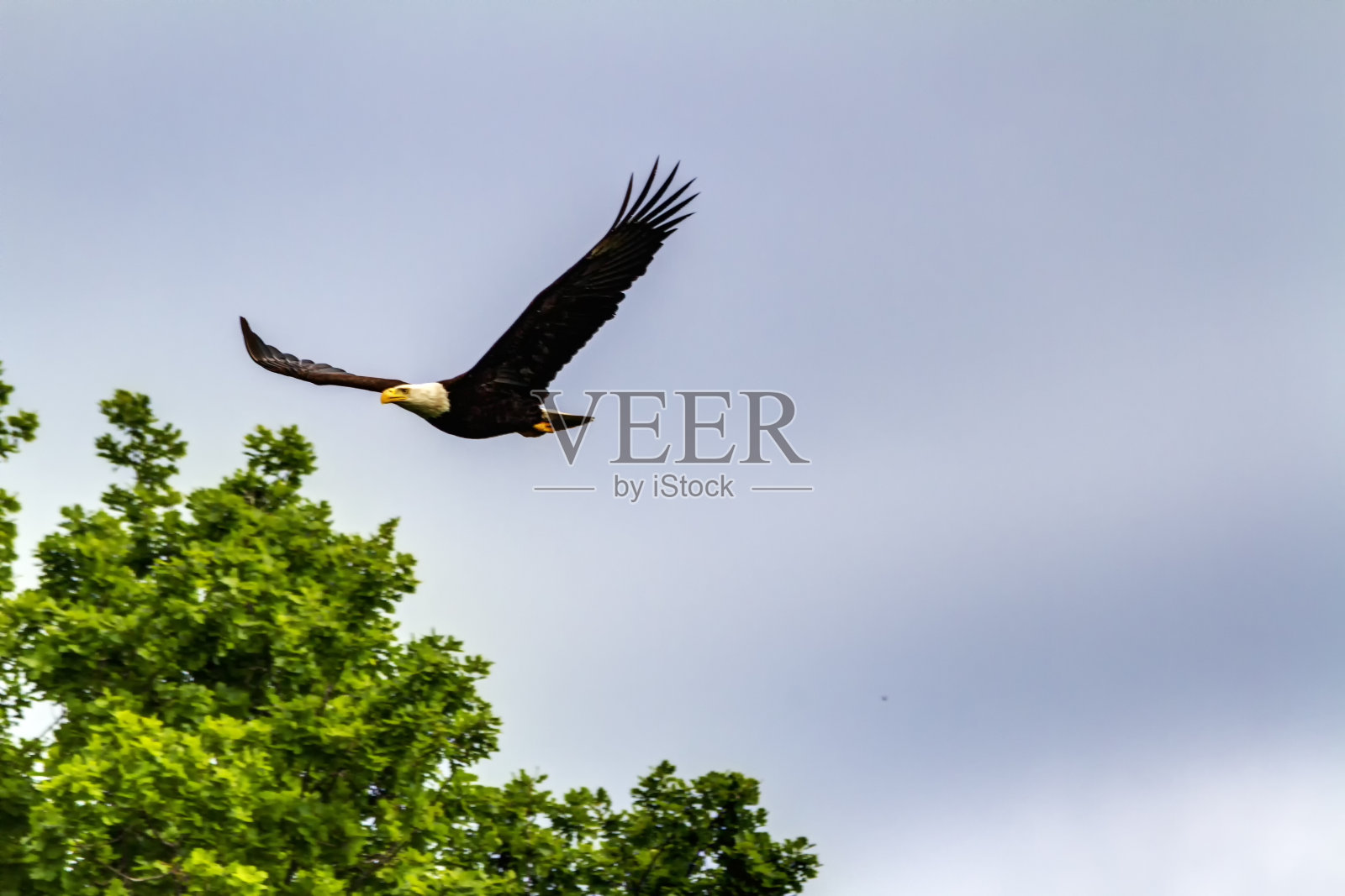 白头海雕飞过树梢，加拿大不列颠哥伦比亚省三角洲地区的措瓦森照片摄影图片