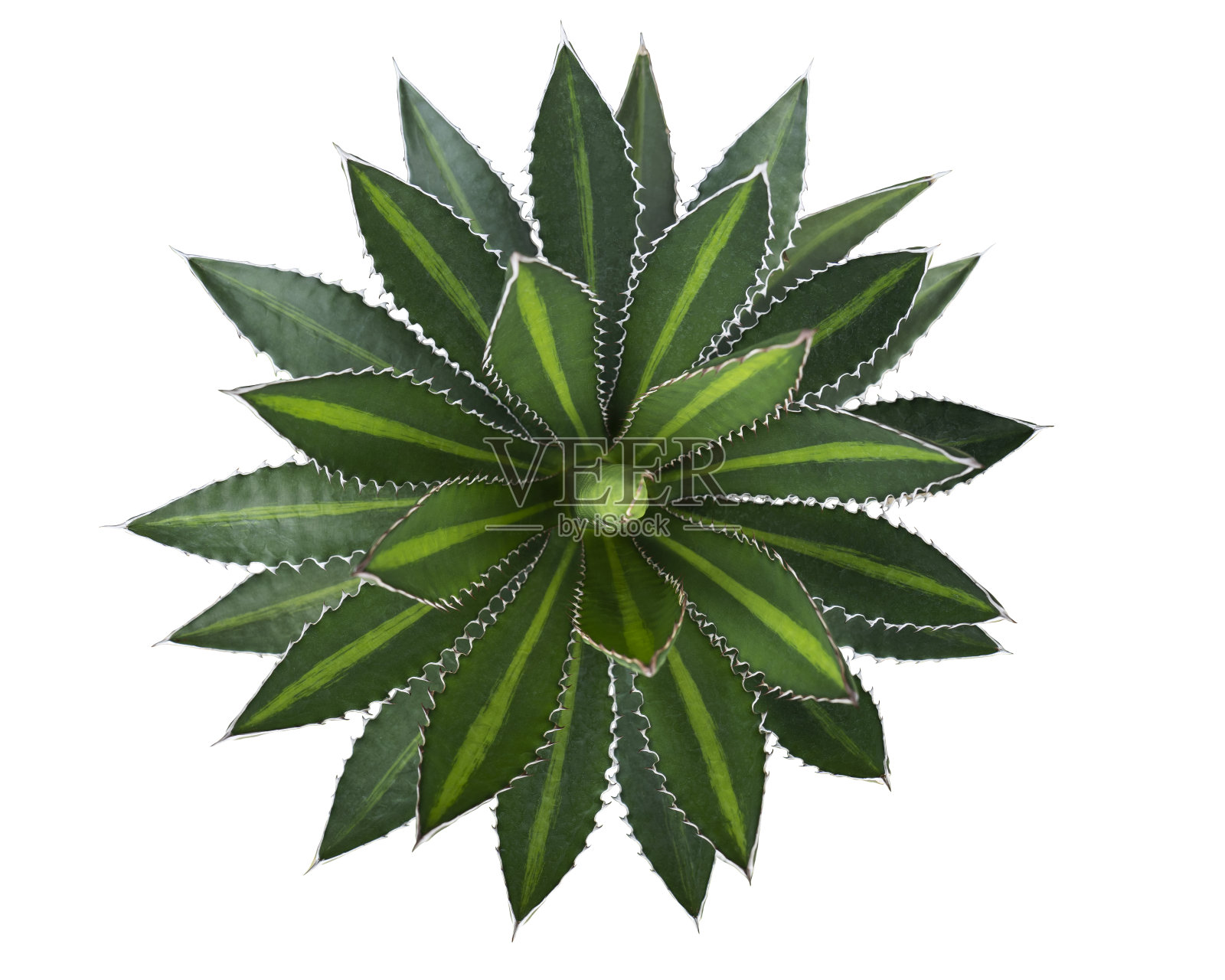 俯视图龙舌兰植物孤立的白色背景与修剪路径。有尖刺的热带植物。照片摄影图片