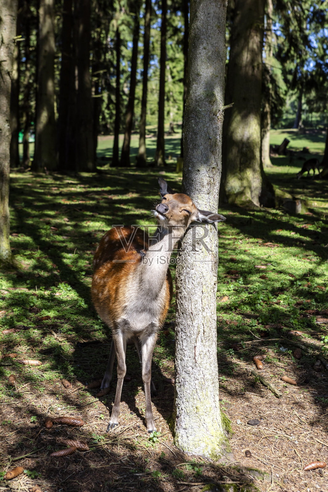 为什么树是好的照片摄影图片