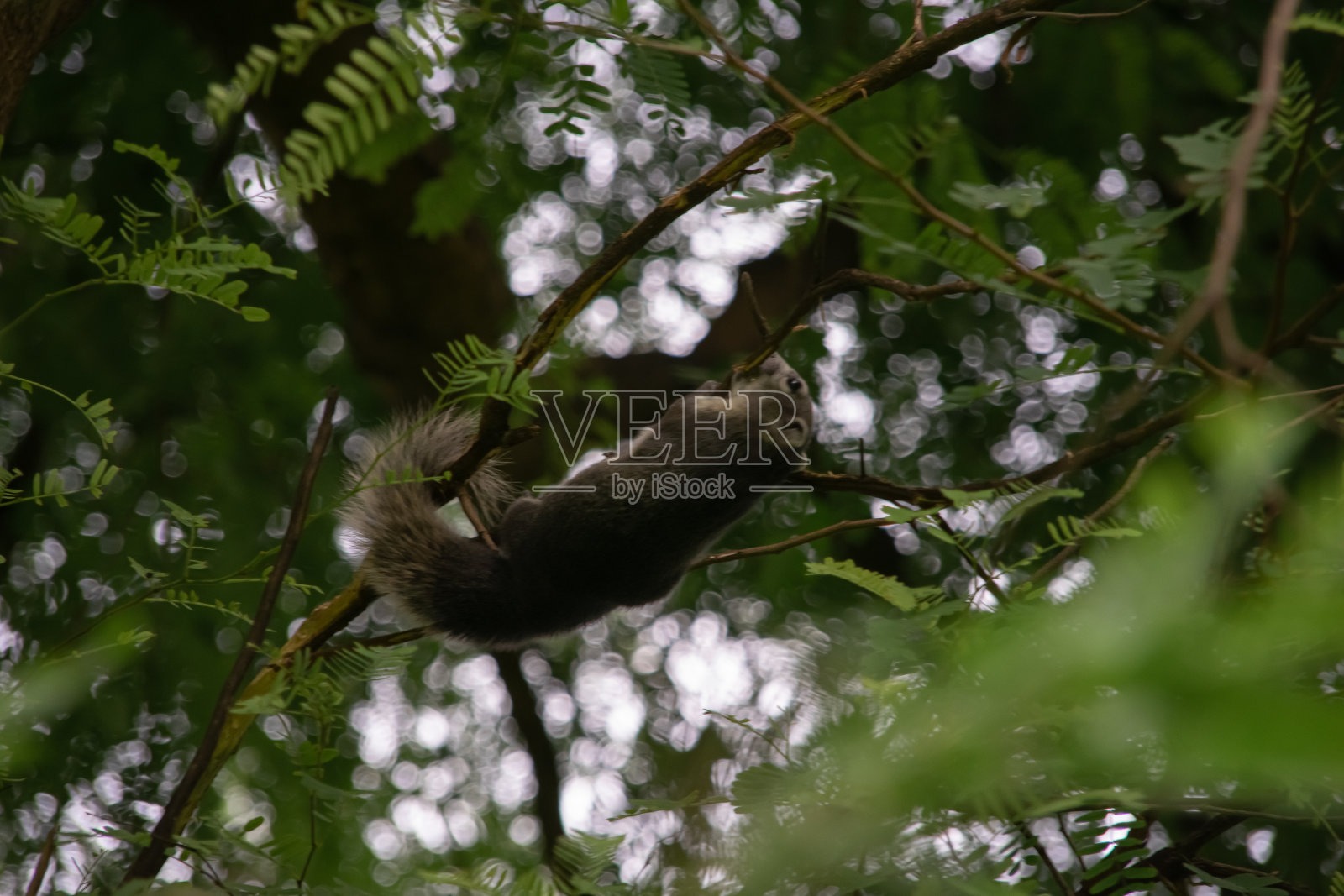 花栗鼠在树的顶部与树叶的背景照片摄影图片