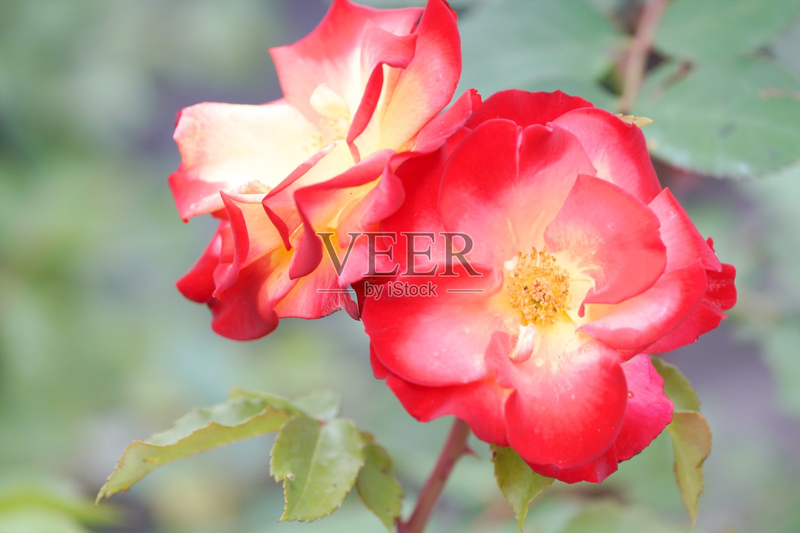 美丽的玫瑰花园照片摄影图片