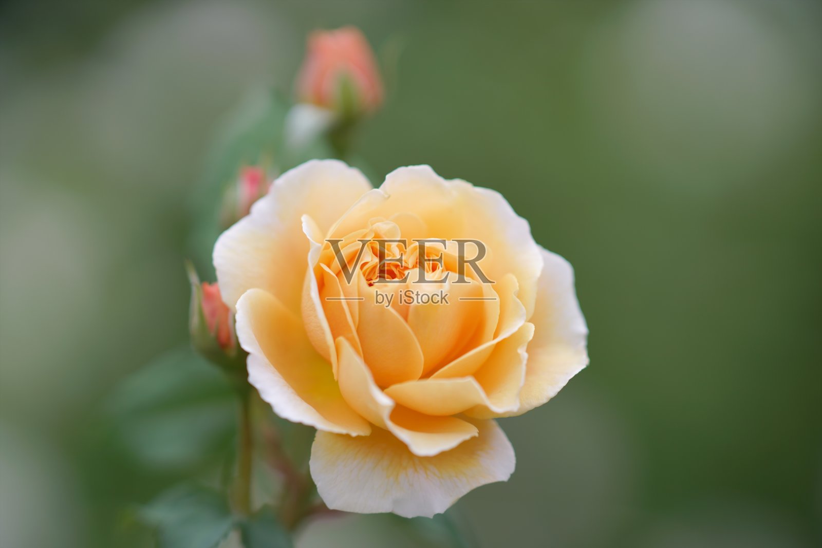 美丽的玫瑰花园照片摄影图片