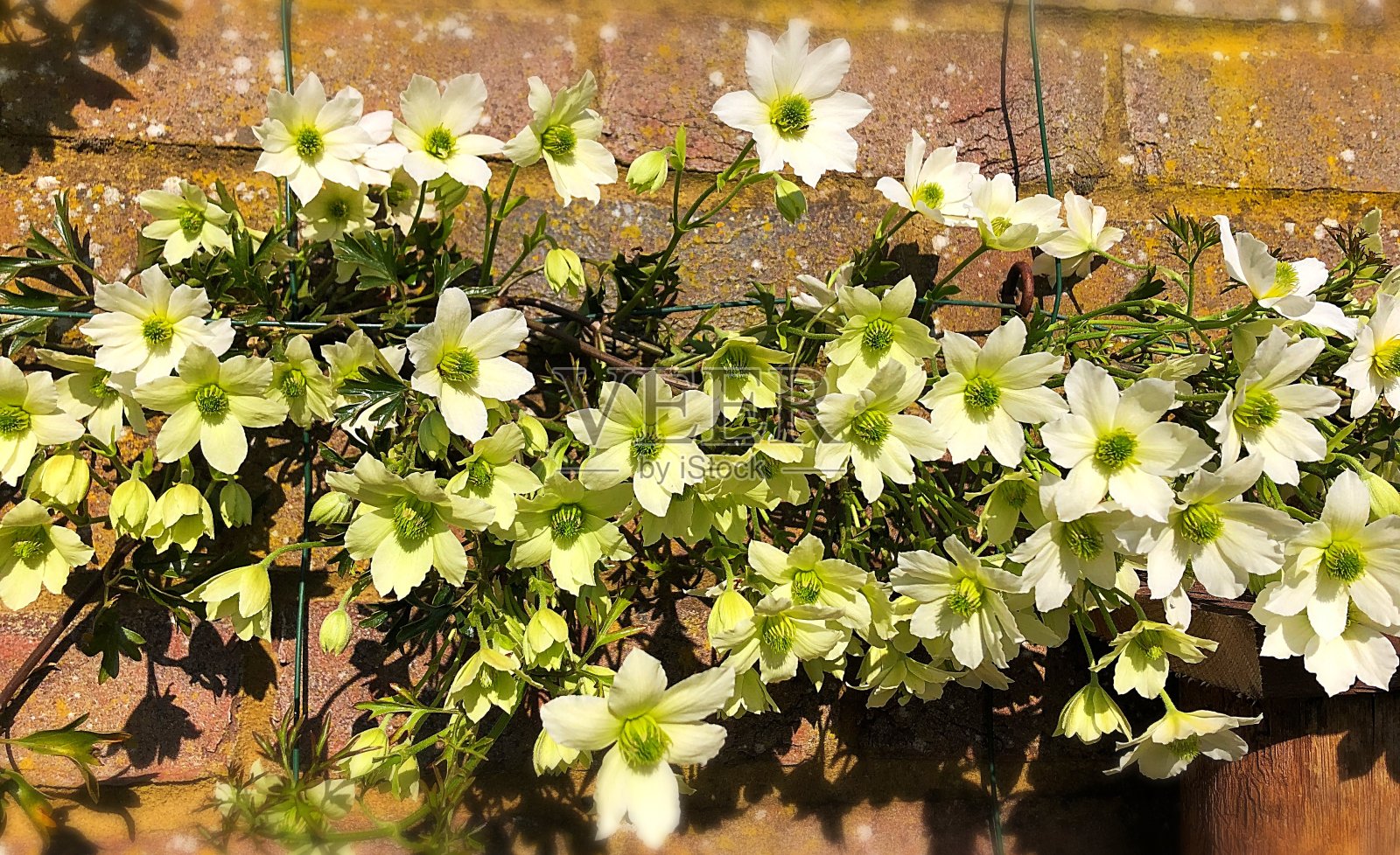 铁线莲pixie照片摄影图片