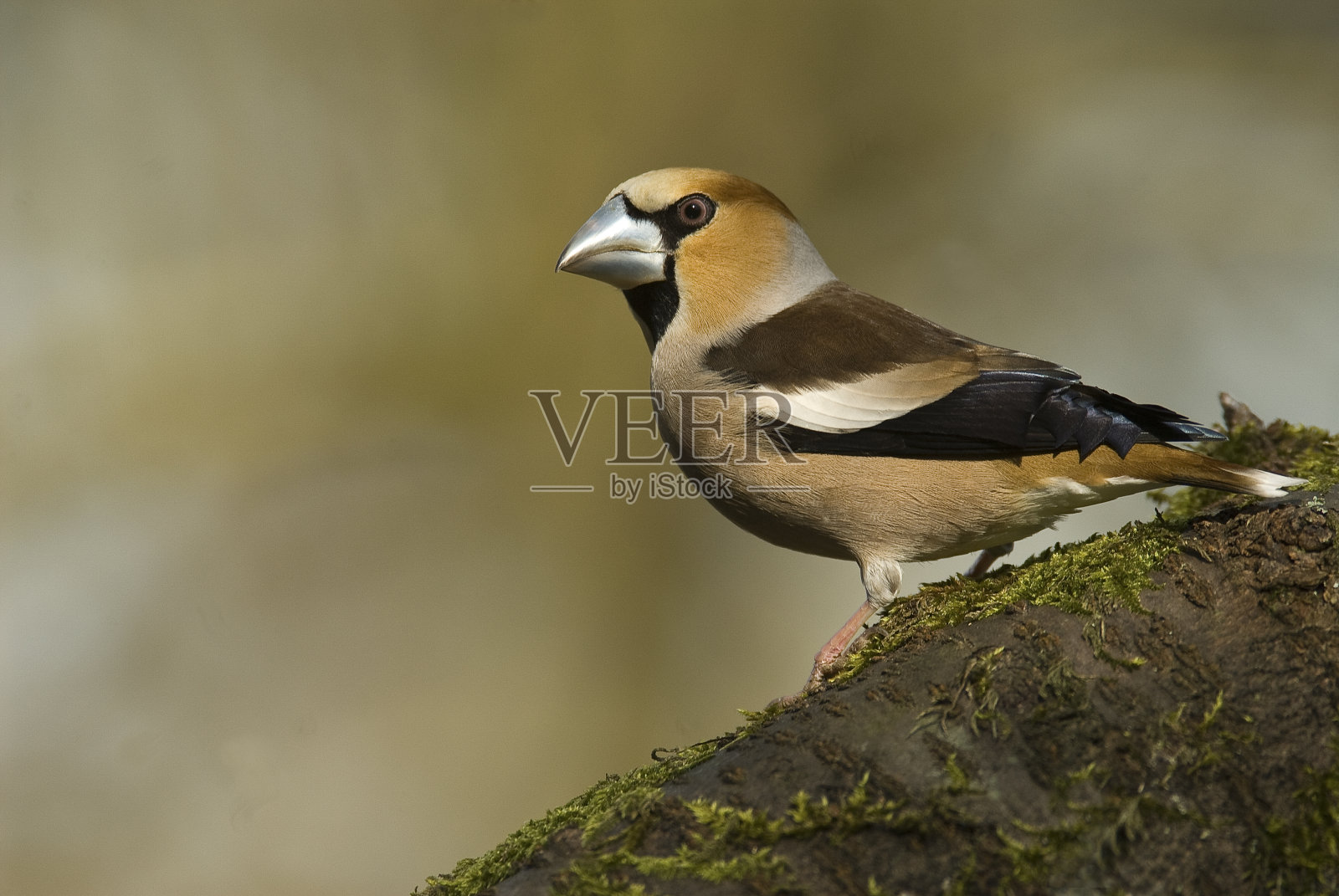 蜡嘴雀照片摄影图片