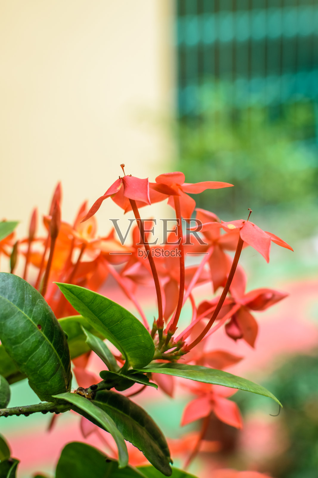 丛林天竺葵也被称为火焰的森林或丛林火焰花与树叶在焦点与模糊的背景照片摄影图片