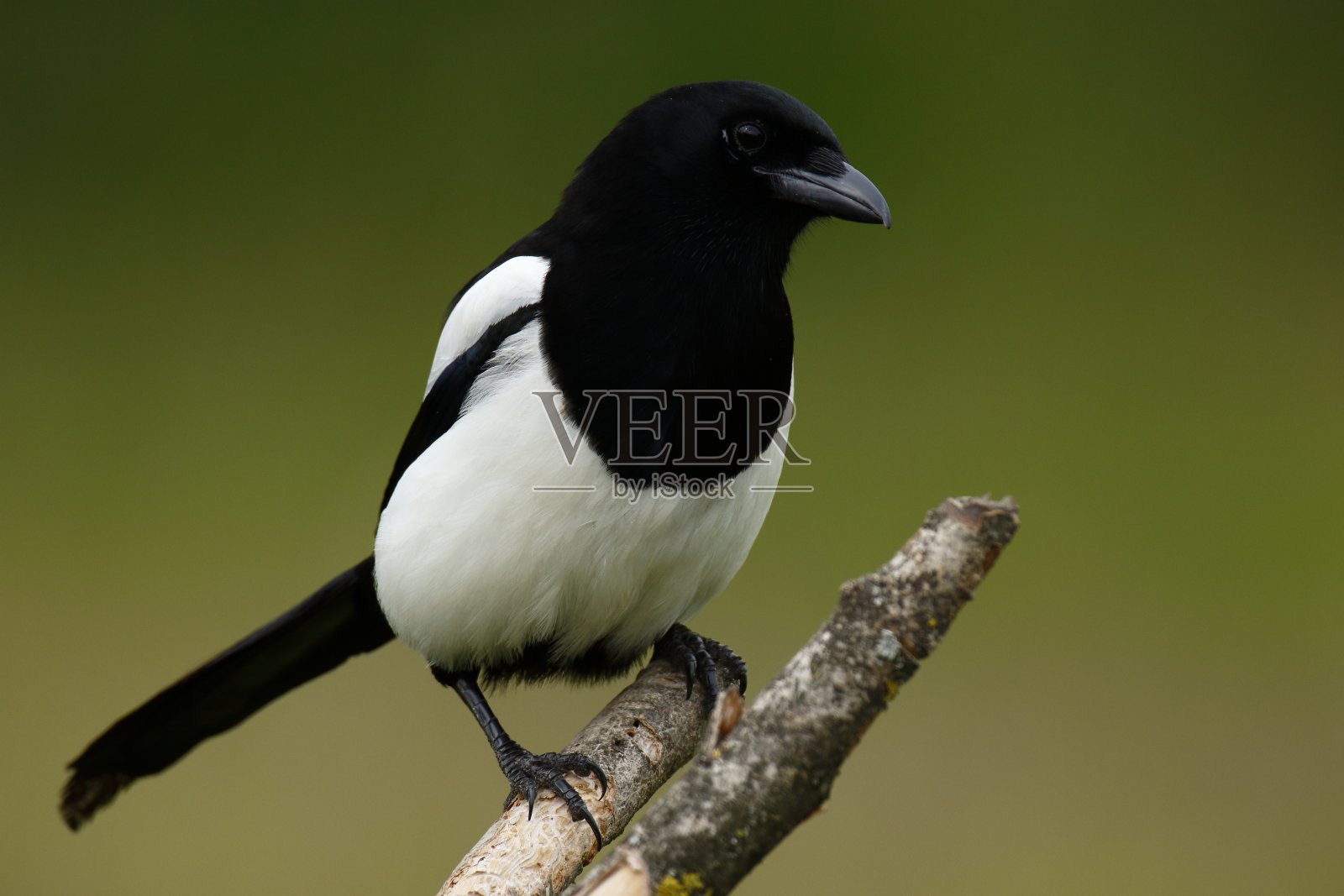 喜鹊,照片摄影图片