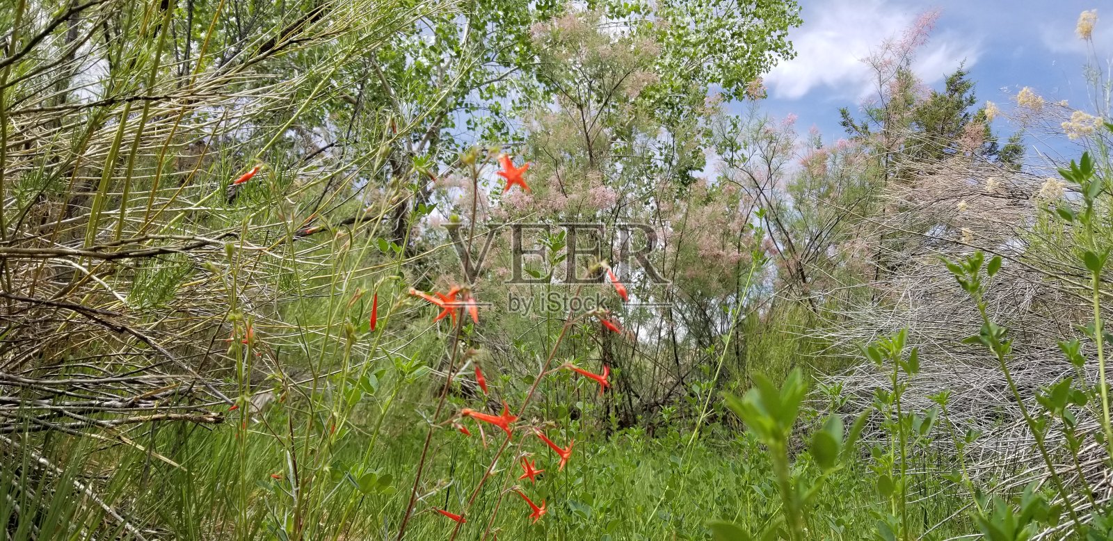 沙漠植物照片摄影图片