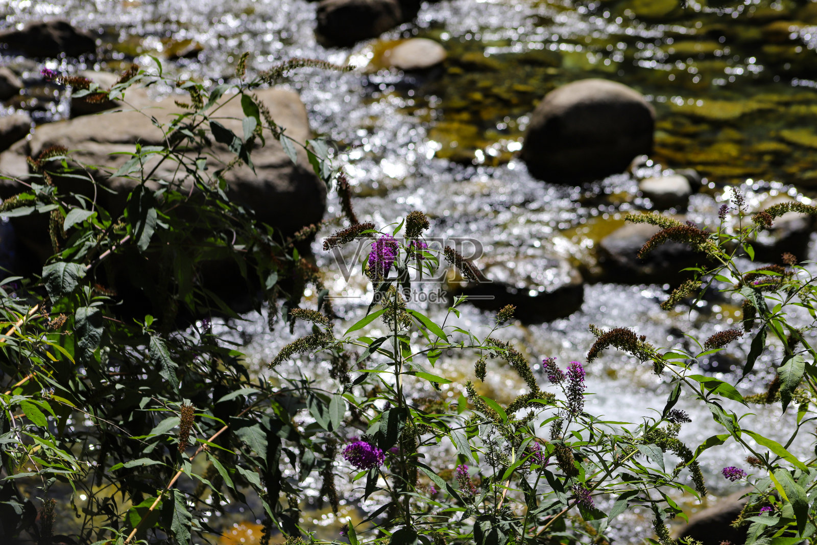 安道尔河床上的夏日丁香照片摄影图片