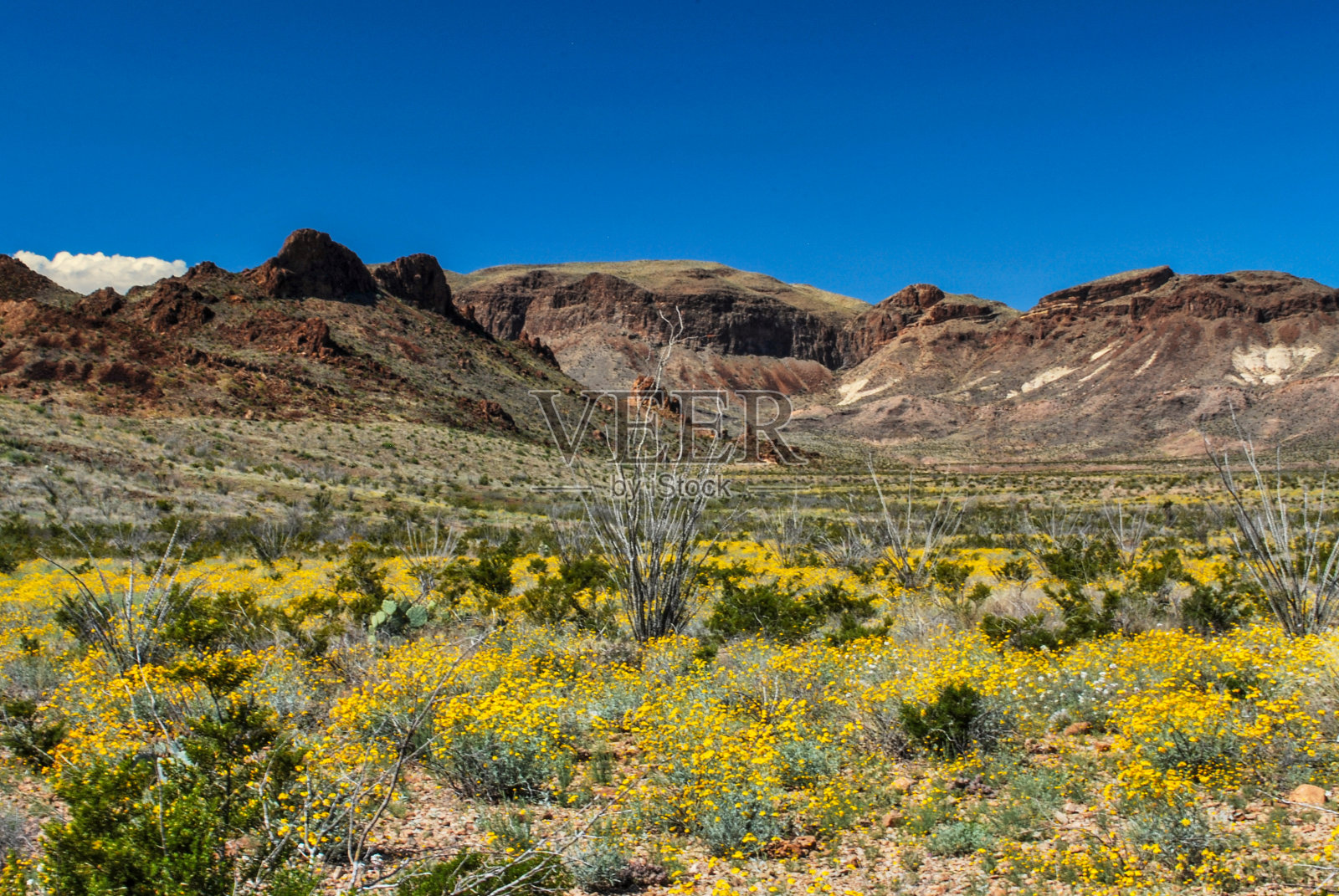 春天沙漠宁静照片摄影图片