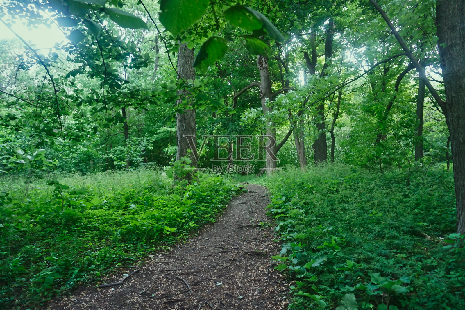 罗亚尔山树林里的一条小路照片摄影图片