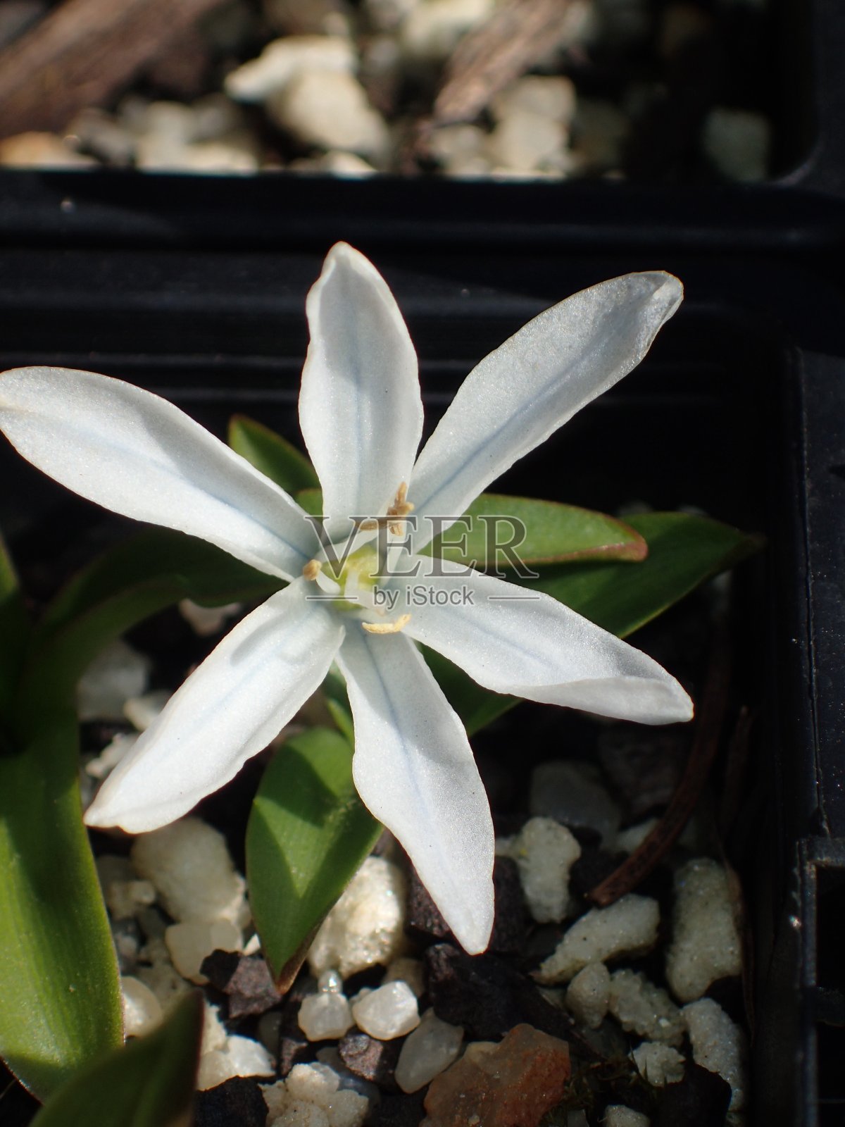 斯库拉照片摄影图片