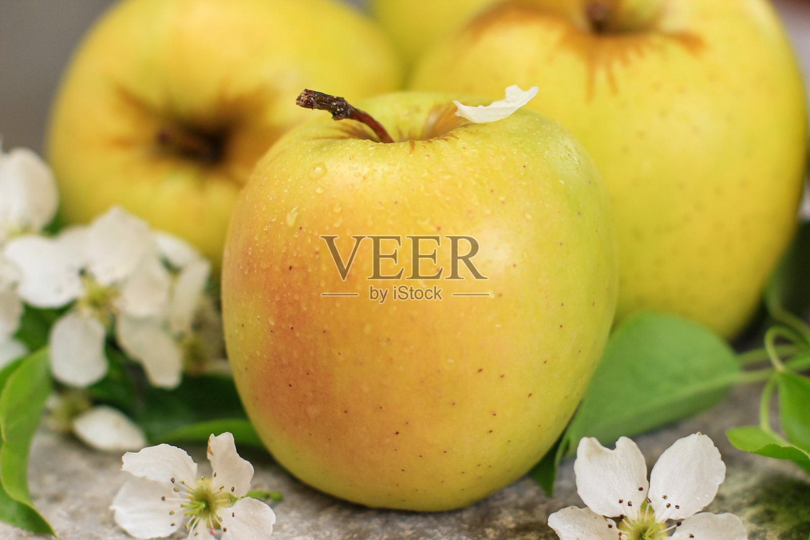 灰色混凝土背景下，三个成熟的黄色苹果上开着苹果树花。春天的概念，园艺，收获，健康食品。副本的空间。照片摄影图片