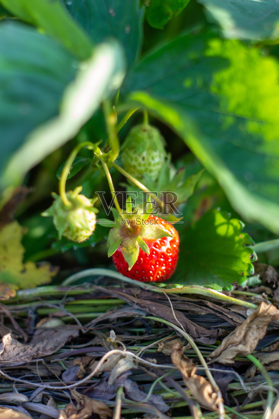 成熟的草莓在花园的床上照片摄影图片