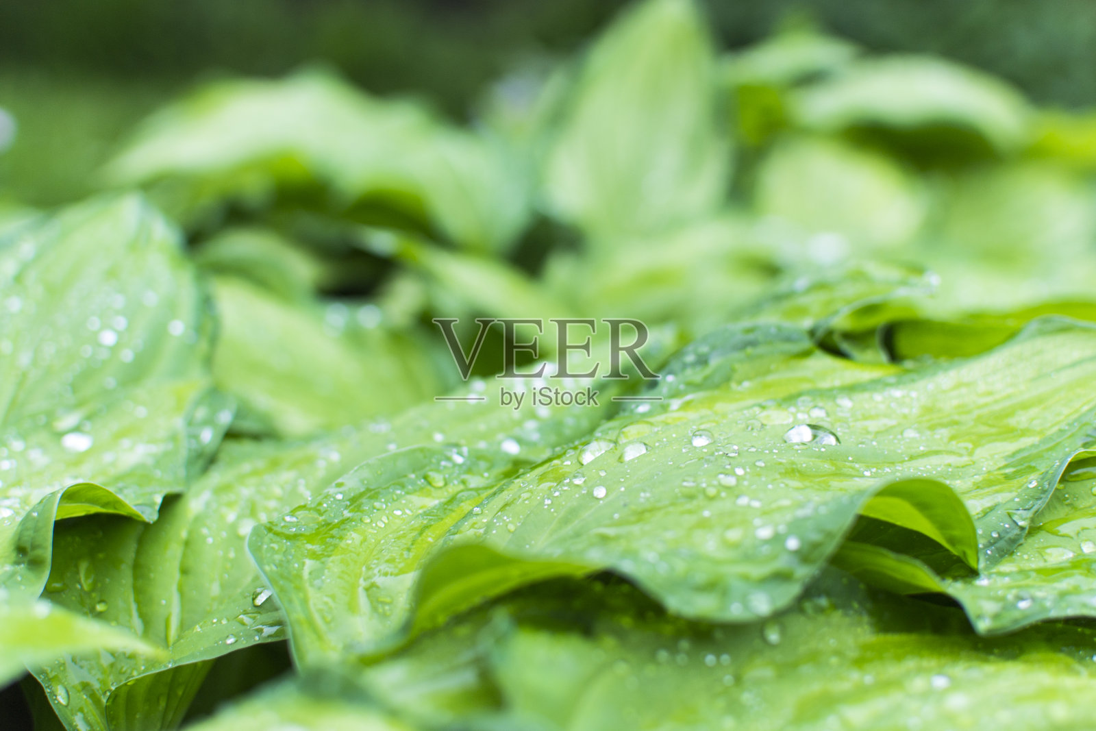 马蹄莲叶上的雨滴。多汁的蔬菜。背景到桌面。特写,宏。大的绿叶。雨后的清新。照片摄影图片
