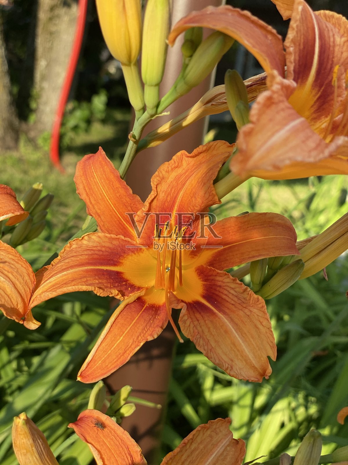 黄花菜照片摄影图片