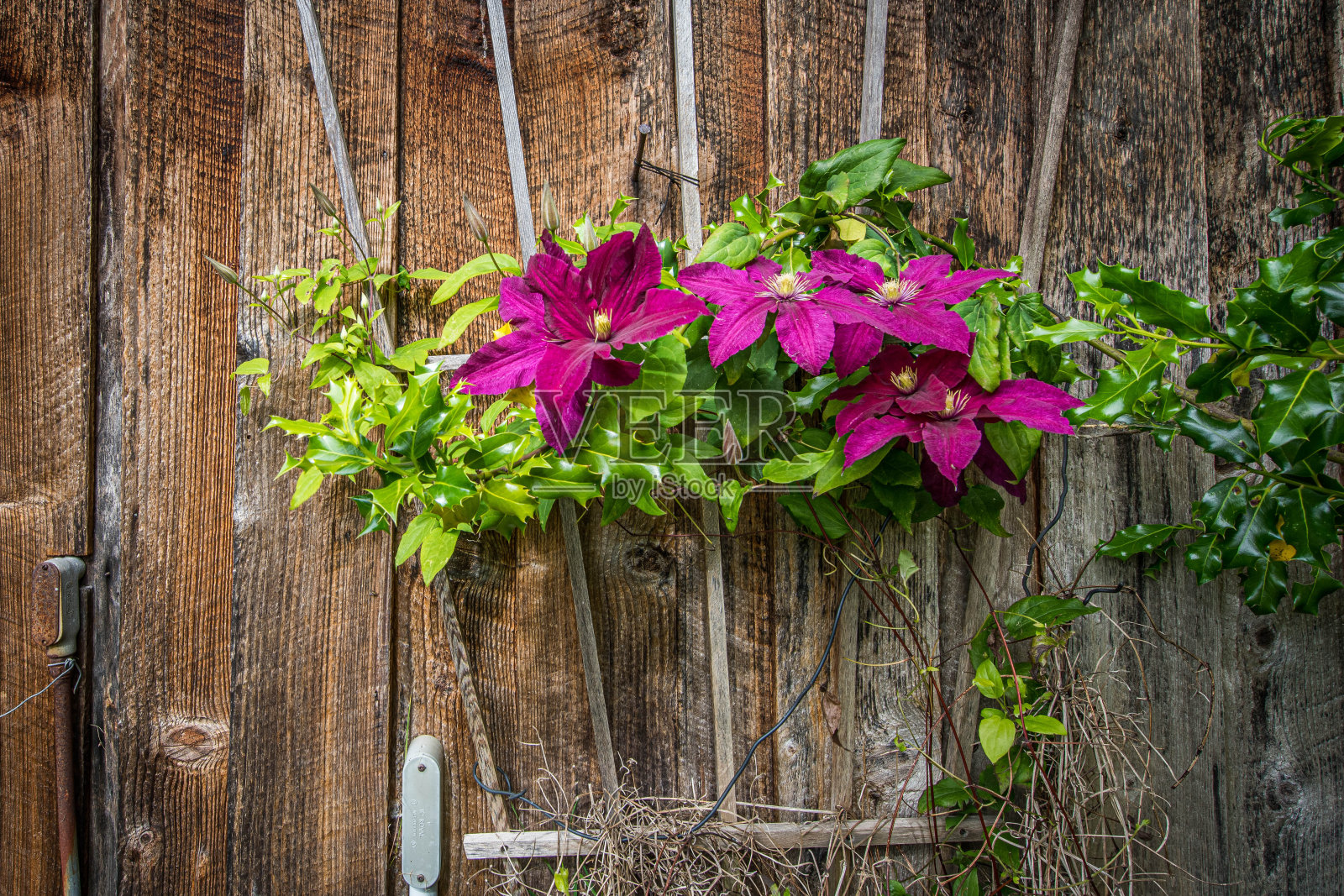 洋红色的铁线莲照片摄影图片