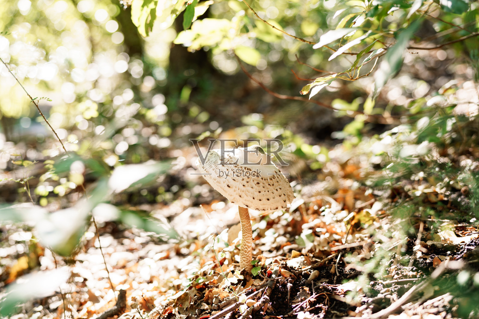 金针菇在草丛中与秋天的树叶在森林中。照片摄影图片
